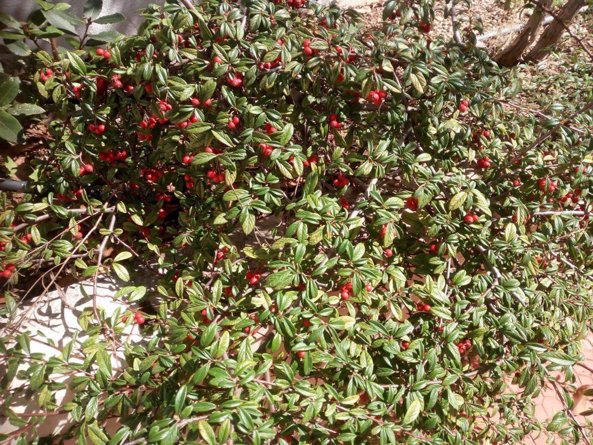 Il Giardino Di Niu Panzió Palombaio Kültér fotó